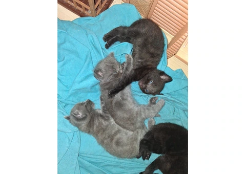 Black Tabby - 6/11