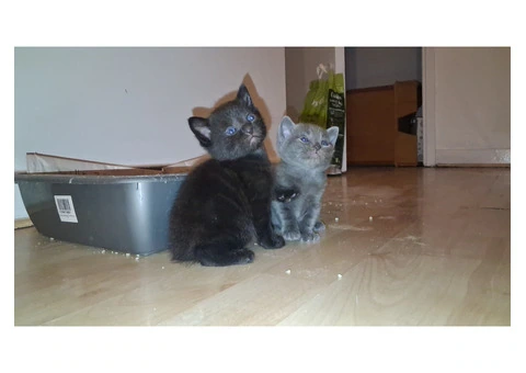 Black Tabby - 8/11