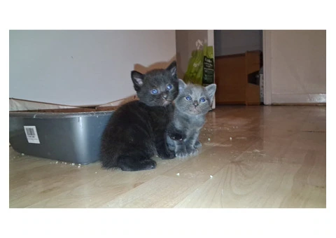 Black Tabby - 9/11
