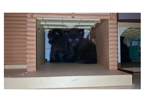 Black Tabby - 11/11