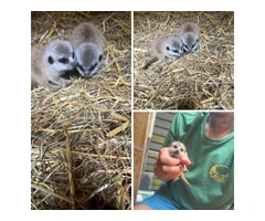 Baby meerkats