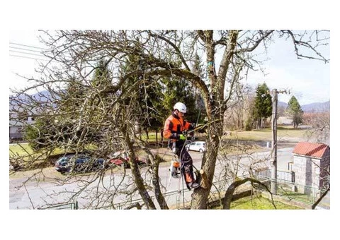 Professional Tree Surgeons for Flawless Tree Trimming