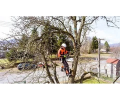Professional Tree Surgeons for Flawless Tree Trimming