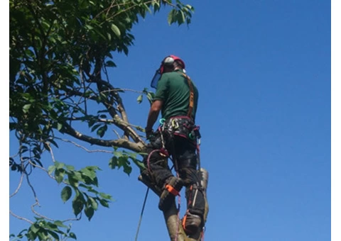 Tree Removal Services Near me - Chester