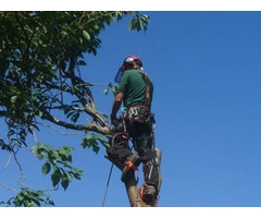 Tree Removal Services Near me - Chester