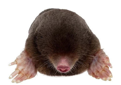 Get Mole Control Service in Colchester