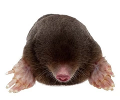 Get Mole Control Service in Colchester