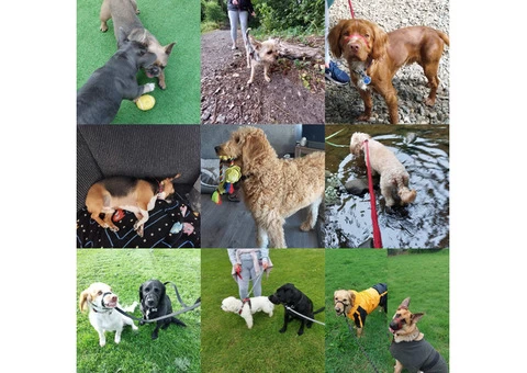 Home Dog Boarding/ Pop Ins/ DayCare - 1/5