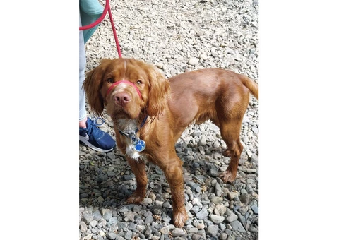 Home Dog Boarding/ Pop Ins/ DayCare - 2/5