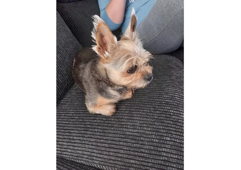 Home Dog Boarding/ Pop Ins/ DayCare - 5/5