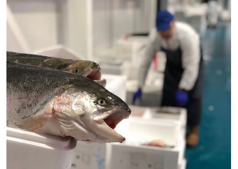 Fresh Fish Box Delivery Bristol - Fishmonger Bristol - 3/6