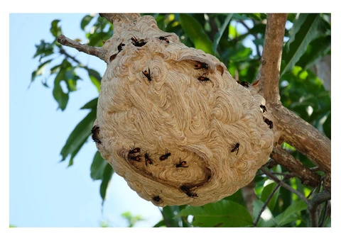 Get Affordable Wasp Removal Services in Surrey | Wasp Nest Removal - 1/3
