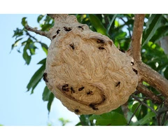Get Affordable Wasp Removal Services in Surrey | Wasp Nest Removal