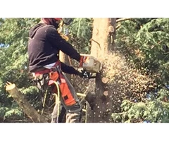 Local Pollarding Services in Berkshire