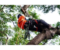 Expert tree services in West Yorkshire