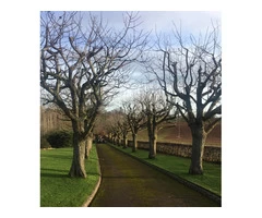 Best Tree Removal Services in Gloucester