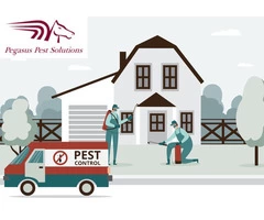 Pest Control in Portsmouth | Pegasus Pest Solutions