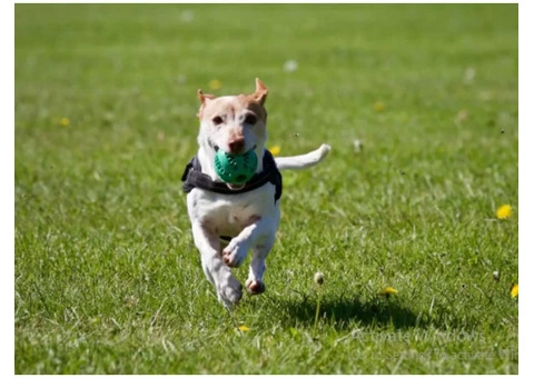 Get the Best Dog Walking in Wakefield