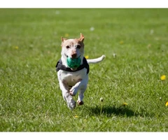 Get the Best Dog Walking in Wakefield