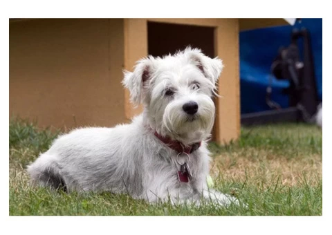 No more worries about training your dogs