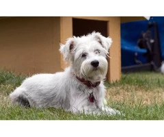 No more worries about training your dogs