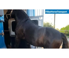 Best Horse Haulers Service in Exeter, UK