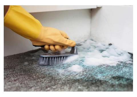 Searching for Professional Carpet Mould Removal Service in London? - 2/2
