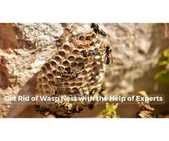 Get Rid of Wasp Nest with the Help of Experts