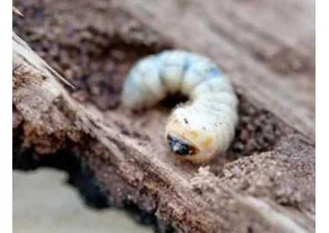 What Does Woodworm Look Like