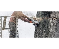 Professional hedge trimming services in Derby