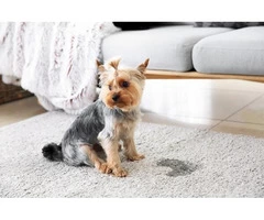 Carpet Cleaning Nottingham