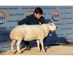 Latest and Breaking News on Pedigree