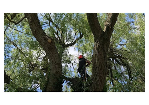 Best Tree Arborist in Ormskirk