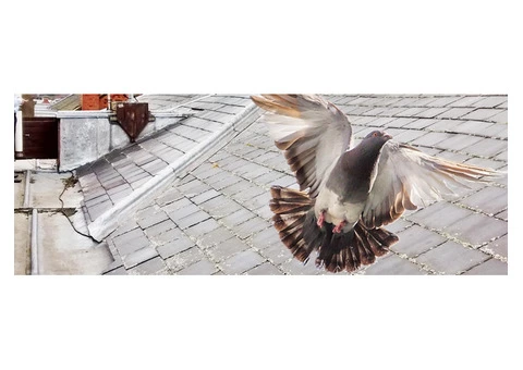 Get the Best Bird Control Services in Portsmouth