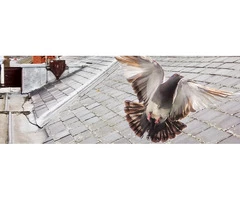 Get the Best Bird Control Services in Portsmouth