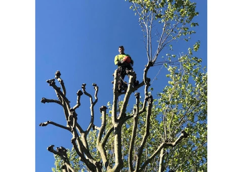 Tree Felling in Old Woking