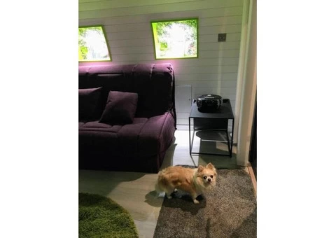Looking for glamping pods in Wales that are dog friendly?