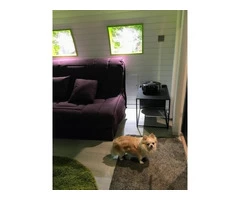 Looking for glamping pods in Wales that are dog friendly?