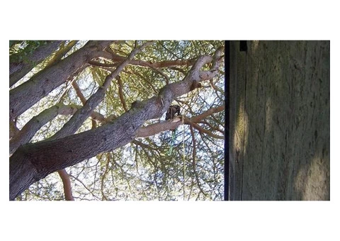 Get in touch with our professional tree surgeon in Hexham
