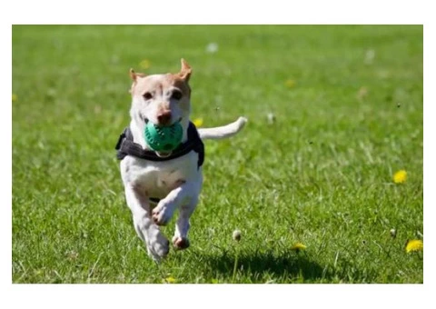 Reliable and Safe Dog Walking in Wakefield