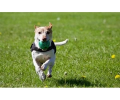 Reliable and Safe Dog Walking in Wakefield