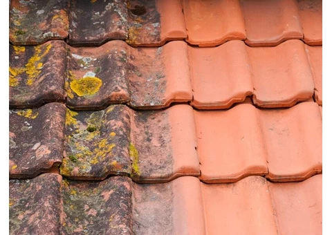 Get the Best Moss Removal Service in Burgess Hill