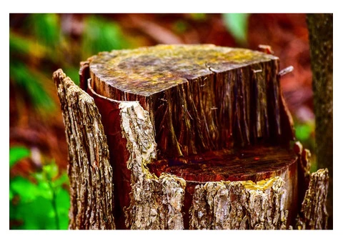Hire The Best Tree Surgeon For Crown Lifting In County Durham