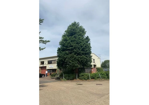 Hertfordshire Trees - 4/8