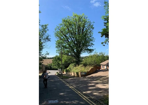 Hertfordshire Trees - 6/8