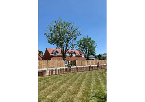 Hertfordshire Trees - 8/8