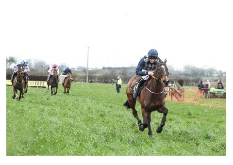 Horse Racing Events News | Latest Horse Racing Results in UK, Ireland