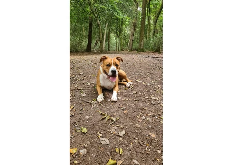 Pet services - 4/5