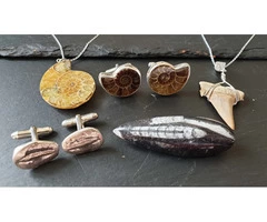 What makes Ammonite Fossil  so Unique?