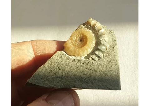 What makes Ammonite Fossil  so Unique? - 2/5
